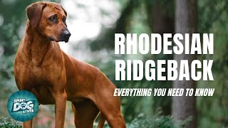 Rhodesian Ridgeback Dog Breed Guide  Dogs 101 [upl. by Rebma779]