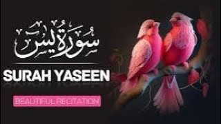 Most beautiful recitation of Surah Yaseen Yasin سورة يس [upl. by Smaj977]