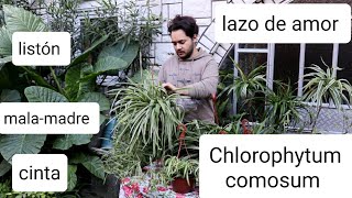 Una planta muy fácil de cuidar  Chlorophytum comosum lazo de amor malamadre cinta o listón [upl. by Llenrep906]