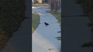 Crow leaves perch for peanuts short birdwatching crow [upl. by Rovelli]