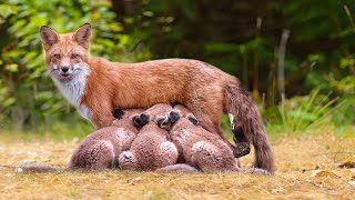 How Mother Fox Giving Birth In The Wild [upl. by Eibocaj]