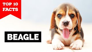 Beagle  Top 10 Facts [upl. by Darrin]