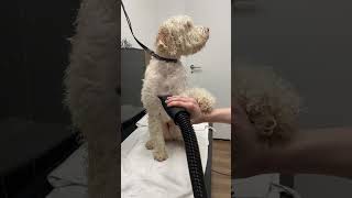 RARE White Lagotto Romagnolo Trim [upl. by Deyas]