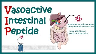 VIP vasoactive intestinal peptides  structure and function [upl. by Westerfield]