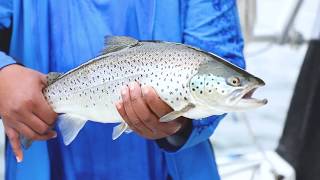 Brown Trout Fishing in Oswego County [upl. by Aterg494]