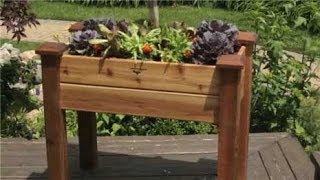 Vegetable Container Gardening [upl. by Phebe655]