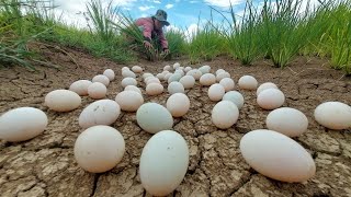 its amazing fishing  a female farmer pick duck eggs a lot in the field near the road by best hand [upl. by Bixler]