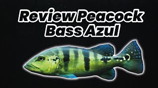 REVIEW IKAN PEACOCK BASS AZUL  si biru yang menawan cuma ini Peacock bass berwarna biru [upl. by Raphaela]