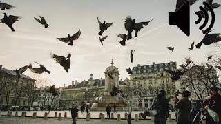 Pigeons Flying Away sound effect Royalty Free [upl. by Morie879]