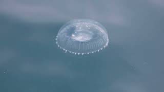 Crystal Jellyfish Aequorea Victoria [upl. by Ayrad]