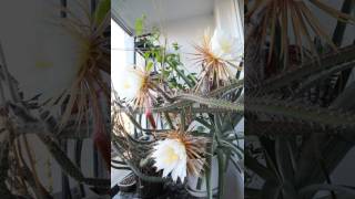 Selenicereus grandiflorus  flower time lapse 2 [upl. by Viv714]