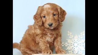 Mini Goldendoodle Puppies for Sale [upl. by Ydnor872]