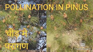 pollination in pinus [upl. by Kacie]