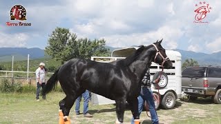 CARRERAS DE CABALLOS CARRIL BUENAVISTA ETLA OAXACA 14 AGOSTO [upl. by Elcarim]