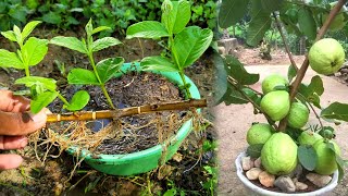 How To Grow Guava Tree Cutting Very Unique Techniques [upl. by Eremaj925]