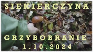 Grzybobranie 3 Siekierczyna 1102024 [upl. by Ehud333]