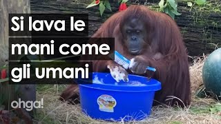 Si lava le mani come gli esseri umani Sandra lorangotango che insegna il rispetto e lamore [upl. by Steele]