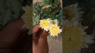 Guldaudi plant blooming music punjabisong rap [upl. by Imij]