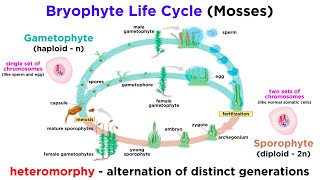 Bryophytes and the Life Cycle of Plants [upl. by Brynn]