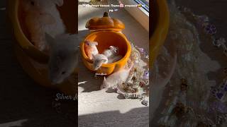 🩷Кудряшки 🐭 мышки silvermouse petmoments like pets mouse music shorts доставка питомцы [upl. by Schechinger433]