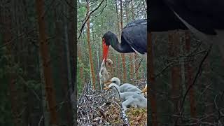 P276 Review birds nest life mom birds brings food to feed her babies in their nest birdslover [upl. by Dnilasor987]