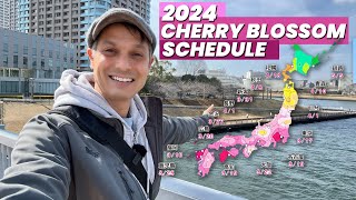 Japan’s 2024 Cherry Blossom Schedule Released Sakura late this year [upl. by Yemrots376]