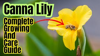 How To Grow Canna Lily  Complete Care Guide [upl. by Ivens]