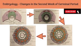 Changes in the Second Week of Germinal period  Changes in the Trophoblast amp Embryoblast [upl. by Sama529]