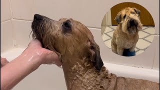 How to PROFESSIONALLY wash and dry your dog at home [upl. by Ahseem]