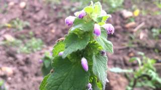 Purple Deadnettle Lamium Purpureum  20120602 [upl. by Dennard]