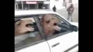 Two Angry Camels in a Tiny Car argues with spitting goat [upl. by Einaej644]