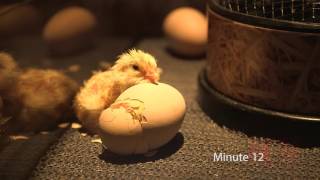 Ein Küken schlüpft aus dem Ei im Tiergarten Schönbrunn  Chick hatching I Vienna Zoo [upl. by Adhern635]