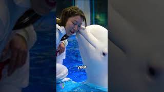 🐬The Beluga Whale Who Saved a Diver🤿shorts [upl. by Nwadahs618]