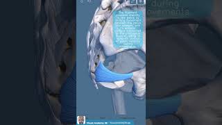 Visual Anatomy 3D  Facts about the Sacrospinous Ligament [upl. by Ylicis582]