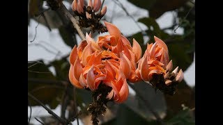 Amazing and Most Beautiful Palash Flowers  Butea monosperma [upl. by Godred]