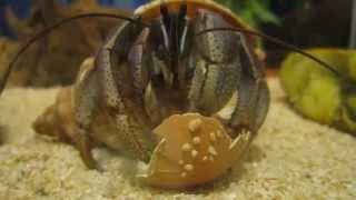 深紫陸寄居蟹吃蛋殼 Coenobita violascens Land hermit crab is eating egg shell [upl. by Amsirak]