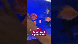 Buying Aquarium Fish for the First Time  fish buy fishkeeping [upl. by Fields444]