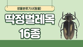 학습하기문강목과 생물분류기사 동물 곤충강 딱정벌레목 16종 [upl. by Drallim633]