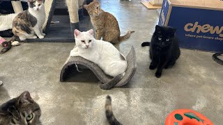 Furball Farm Cat Sanctuary is live [upl. by Llenrahs461]