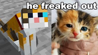 I Got My Brother His Minecraft Cat in Real Life [upl. by Lacey]