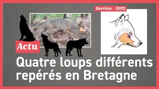 Lanalyse dimage a permis didentifier quatre loups différents en Bretagne depuis 2022 [upl. by Arat]