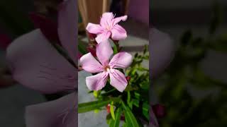 Oleander flower white pink youtubeshorts viralvideo trending flowers nature plzsubscribe [upl. by Lore]