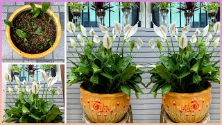 This is the simplest way to grow flowers a tip to help your home space become warm [upl. by Spratt]