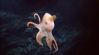 Une pieuvre Dumbo Grimpoteuthis sp le long des Kingman Ridges [upl. by Anrehs20]