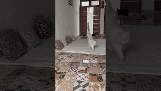 Pyar Mohabbat aur Ishq ka kya matlab hota hai comedy cat funny [upl. by Wirth568]