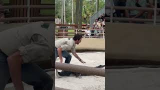 Brave Alligator Handler Sits on Top of Gator  Gatorland Wildlife Show [upl. by Elkin88]