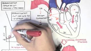 Cardiology  Relationship of conduction system ventricular contraction and ECG [upl. by Portia]