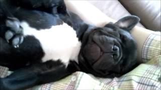 Emmett The French Bulldog  Snoring [upl. by Nagel680]