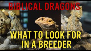 Things to look for in bearded dragon breeder [upl. by Clarkin478]