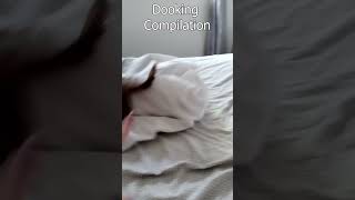 Emy The Dooker  Dooking Compilation shorts emy ferret animal pet cute noodle dook dooking [upl. by Terti379]